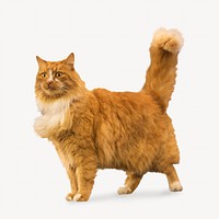 Persian ginger cat, pet animal image