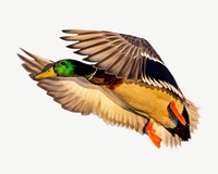 Mallard duck, animal collage element psd