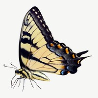 Vintage Eastern tiger swallowtail butterfly illustration, insect collage element psd
