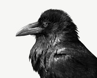 Raven bird collage element psd