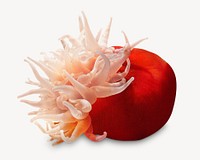 Sea anemone, isolated image
