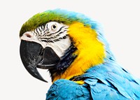 Blue-and-yellow macaw, isolated animal image