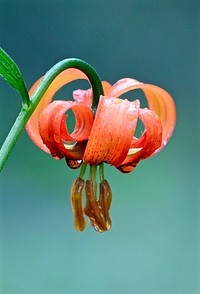 Perennial flowers