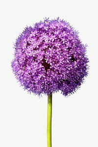 Purple allium flower collage element psd