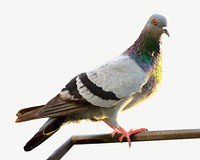 Pigeon bird, animal collage element psd