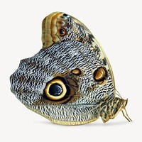Vintage owl butterfly, insect illustration