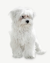 Maltese dog, pet animal collage element psd