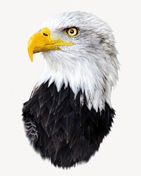 Bald eagle bird isolated image