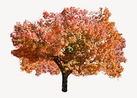 Orange autumn tree collage element isolated image