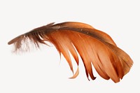 Brown bird feather, isolated image