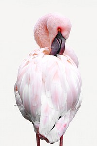 Flamingo, bird animal collage element, isolated image