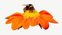 Bumblebee & orange flower collage element, animal isolated image psd