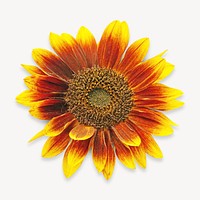 Sunflower collage element, isolated image