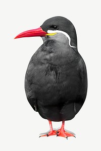 Inca tern bird  animal collage element psd