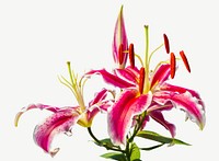 Stargazer lily flower background, botanical image psd