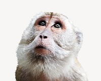 Monkey looking up, isolated animal image
