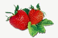 Fresh strawberry fruit collage element psd