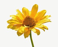 Yellow coneflower collage element, isolated image psd