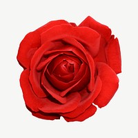 Red rose flower collage element psd