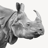 Rhino, isolated wild animal image