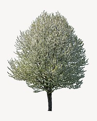 Lone tree, isolated botanical image