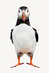 Atlantic puffin bird collage element, animal isolated image