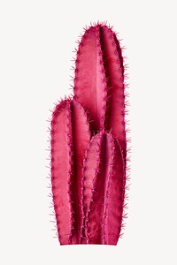 Pink cactus  psd