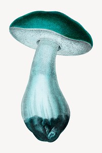 Green mushroom psd