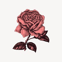 Vintage rose flower illustration vector