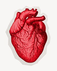 Human heart  paper cut isolated design