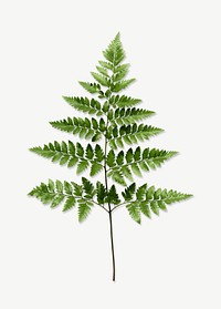 Aesthetic fern leaf collage element psd