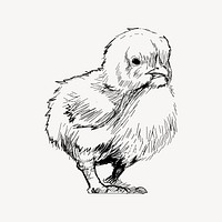 Baby chick sketch animal illustration vector