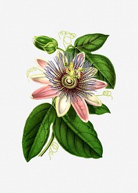 Passion flower illustration. Free public domain CC0 image.