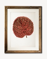 Leaf in frame isolated design
