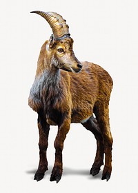 Alpine ibex isolated design