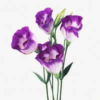 Purple tulip flowers, isolated botanical image