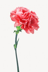 Pink carnation flower, isolated botanical image