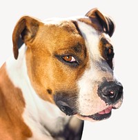 American Staffordshire Terrier dog collage element, animal isolated image