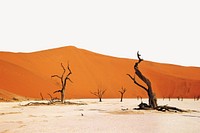 Desert landscape border