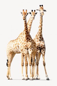 Giraffes collage element, animal isolated image