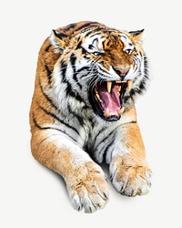 Roaring tiger animal collage element psd