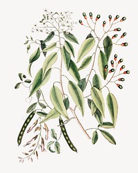 Vintage botanical illustration isolated design. Remixed by rawpixel.