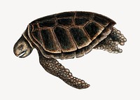 Green turtle  illustration isolated design. Remixed by rawpixel.