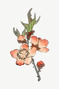 Vintage peach flower illustration collage element psd. Remixed by rawpixel.