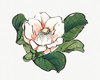 Vintage camelia illustration isolated design. Remixed by rawpixel.