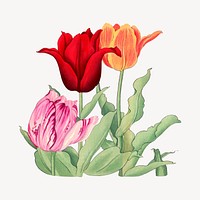 Tulips illustration collage element psd. Remixed by rawpixel.