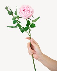 Hand holding rose, isolated botanical image