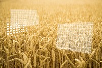 Agricultural technology, brown wheat field psd
