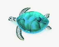 Sea turtle, animal illustration, collage element psd