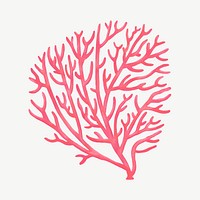 Pink coral, nature illustration collage element psd